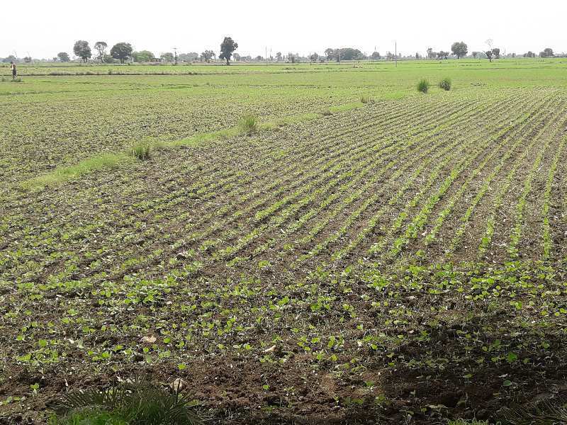 15 Acre Agricultural/Farm Land for Sale in Shyampur, Sehore