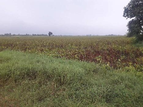 12.5 Acre Agricultural/Farm Land for Sale in Bilkisganj, Sehore