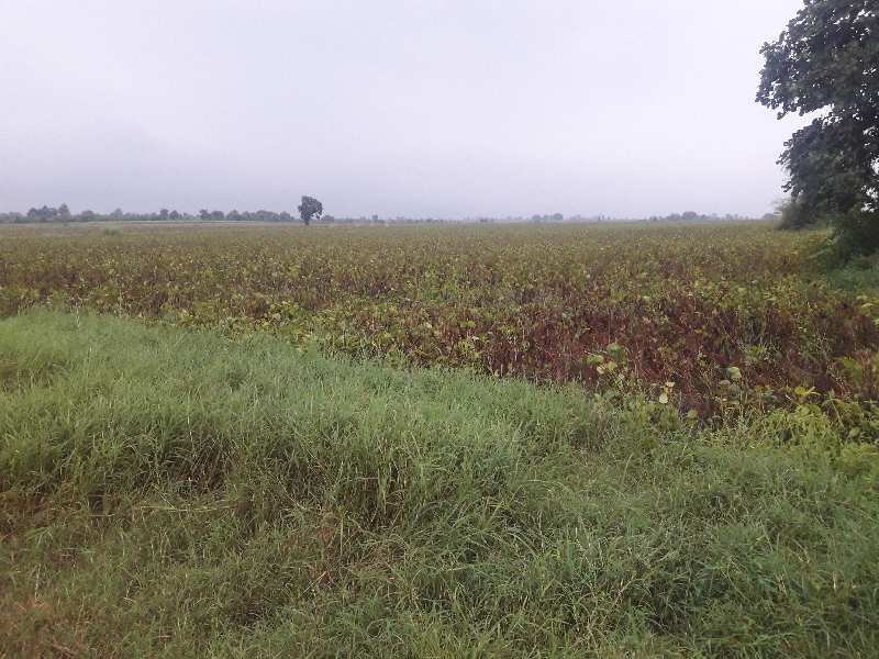 12.5 Acre Agricultural/Farm Land for Sale in Bilkisganj, Sehore