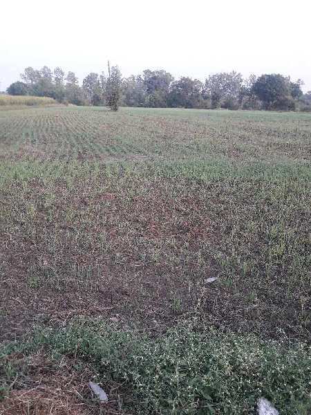1.5 Acre Agricultural/Farm Land for Sale in Phanda, Bhopal