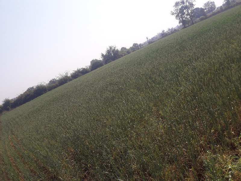 4 Acre Agricultural/Farm Land for Sale in Bawadia Kalan, Bhopal