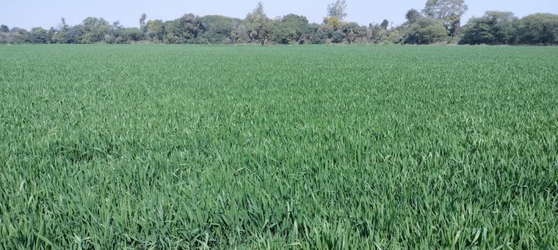 4 Acre Agricultural/Farm Land for Sale in Bawadia Kalan, Bhopal