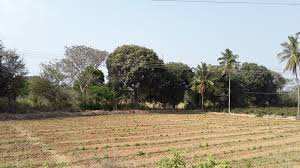 Agriculture Land