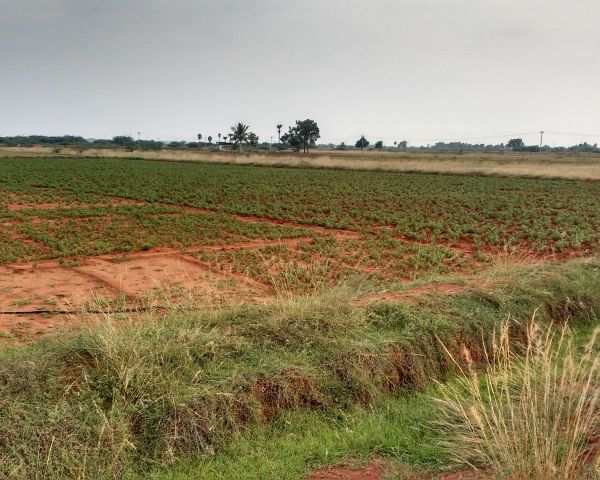 10 Acre Agricultural/Farm Land for Sale in Prithla, Palwal