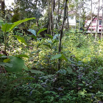 8 Cent Residential Land Available For Sale At Chaappanangadi,Malapuram