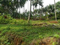 5 Cent Residential Land For Sale At Palazhi,Calicut
