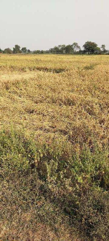 22 Bigha Agricultural/Farm Land for Sale in Lalganj, Mirzapur-cum-Vindhyachal