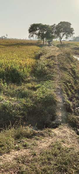 9 Bigha Agricultural/Farm Land for Sale in Koraon, Allahabad