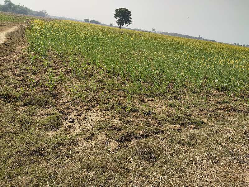 30 Bigha Agricultural/Farm Land for Sale in Lalganj, Mirzapur-cum-Vindhyachal