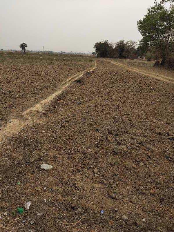 5 Bigha Agricultural/Farm Land for Sale in Lalganj, Mirzapur-cum-Vindhyachal