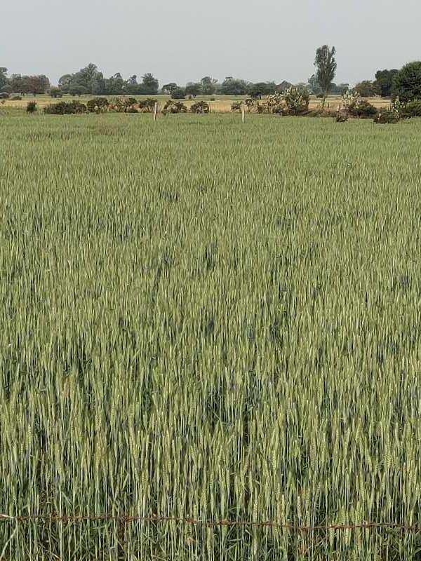 2 Bigha Agricultural/Farm Land for Sale in Lalganj, Mirzapur-cum-Vindhyachal