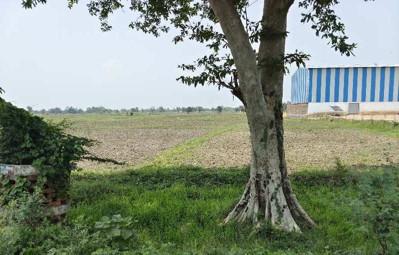 4 Bigha Agricultural/Farm Land for Sale in Koraon, Allahabad