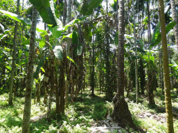 70000 Sq. Meter Agricultural/Farm Land for Sale in South Goa, Goa