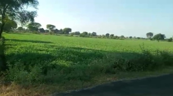 100 Bigha Agricultural/Farm Land for Sale in Mirganj, Bareilly