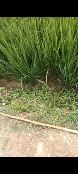 Agricultural/Farm Land For Sale In Fatehganj Pashchimi, Bareilly (40 Bigha)