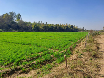 140 Bigha Agricultural/Farm Land for Sale in Puranpur, Pilibhit