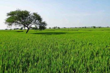 13 Acre Agricultural/Farm Land for Sale in Suar, Rampur