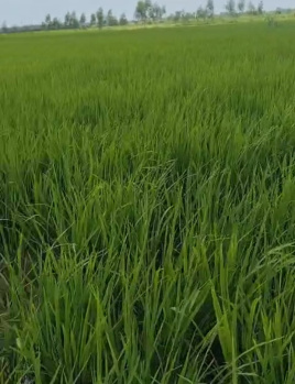 Agriculture land for sale in bilaspur rampur