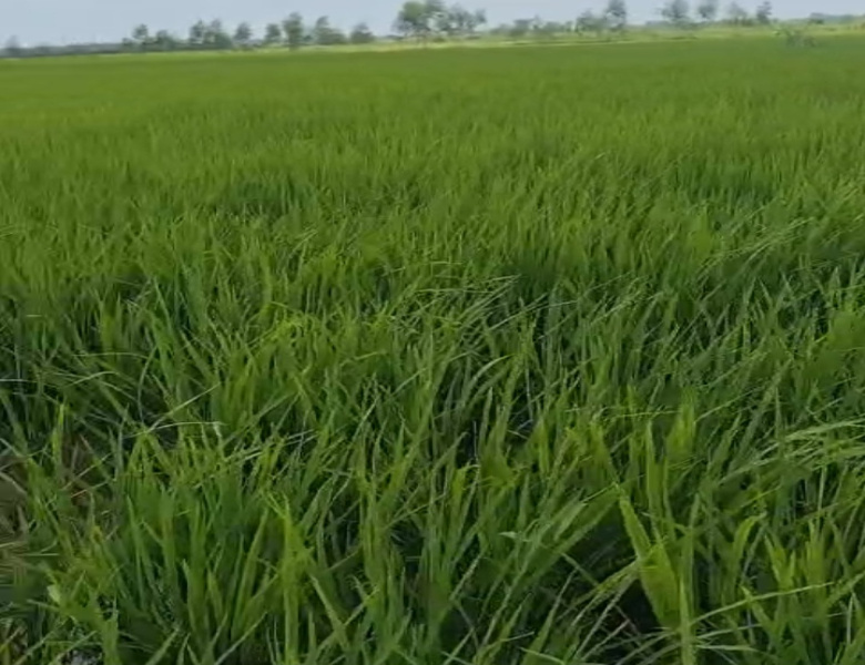 Agriculture land for sale in bilaspur rampur
