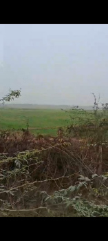 250 Bigha Agricultural Land for Sale in Basela, Dataganj (Road Touch)