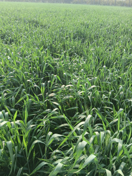 23 Acres Premium Agricultural Land with 3-Side Road Access