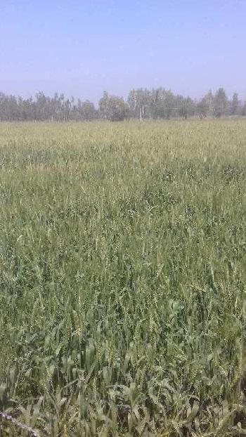 30 Acre Agricultural/Farm Land for Sale in Bilaspur, Rampur