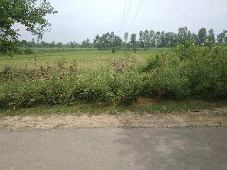 30 Bigha Agricultural/Farm Land for Sale in Milak, Rampur