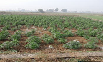 Residential Plot for Sale in Anisabad, Patna (1361 Sq.ft.)