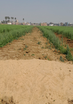 Residential Plot for Sale in Parsa, Patna (1361 Sq.ft.)