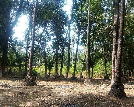 Alibag Nagaon agriculture wadi plot