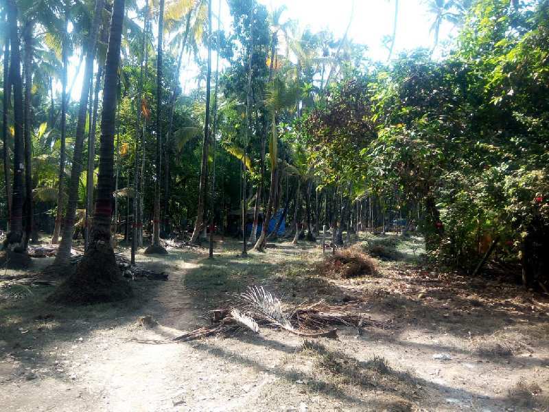 Alibag Nagaon agriculture wadi plot
