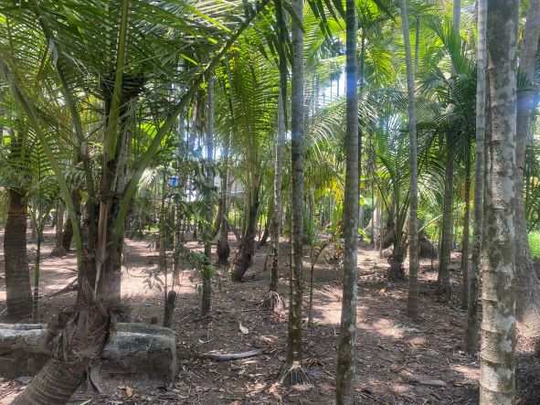 8100 Sq.ft. Agricultural/Farm Land for Sale in Alibag, Raigad