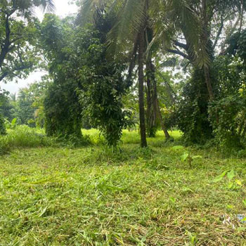 Bungalow plot in Nagaon Alibag