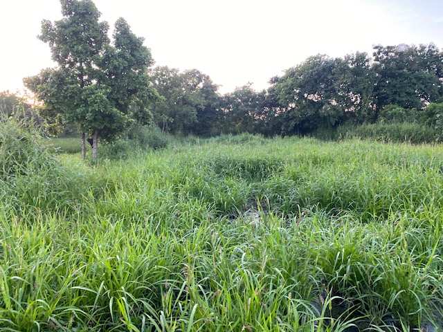 Agriculture plot in Tal Village Alibag