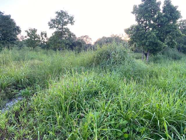 Agriculture plot in Tal Village Alibag