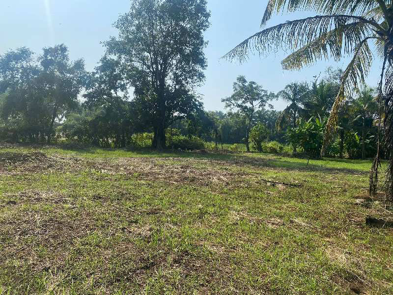 Agriculture Farmhouse Wadi plot in Alibag Nagaon