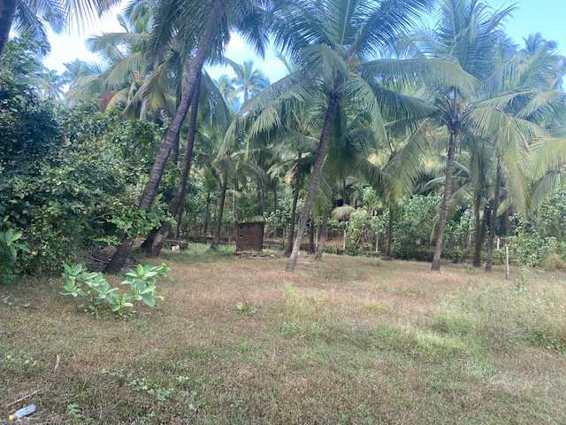 Agriculture wadi plot in Alibag Chaul