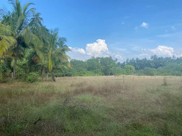 Agriculture wadi plot in Alibag Chaul