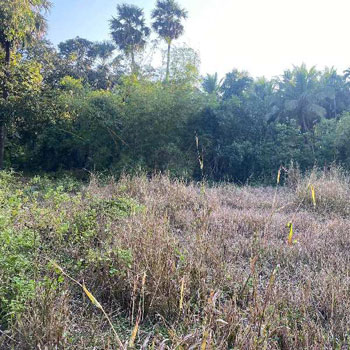 Farmhouse plot in Alibag Chaul