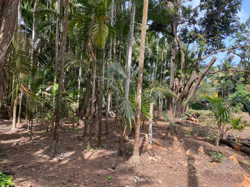 5500 Sq.ft. Agricultural/Farm Land for Sale in Chaul, Raigad