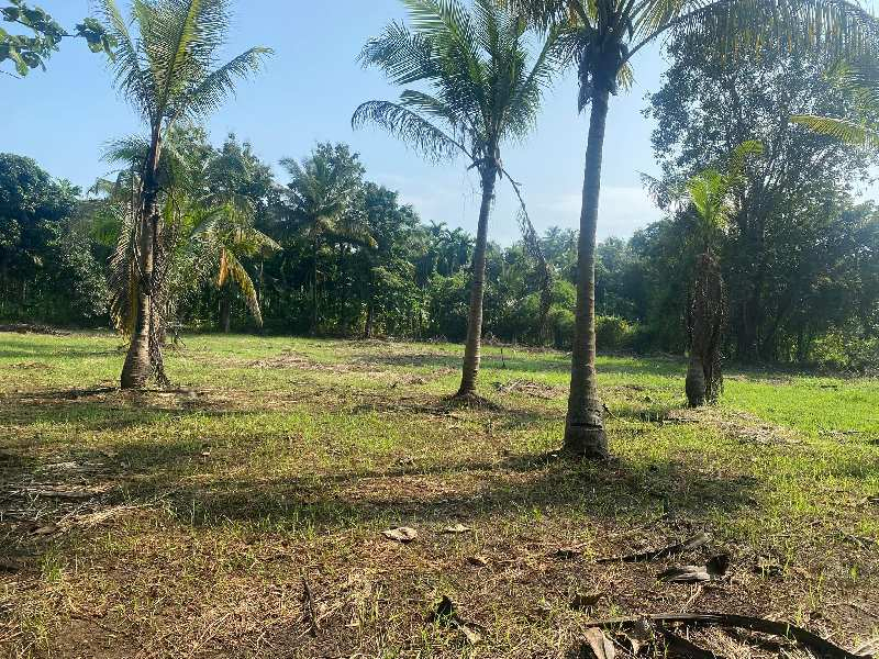 Agriculture Farmhouse plot in Alibag Nagaon
