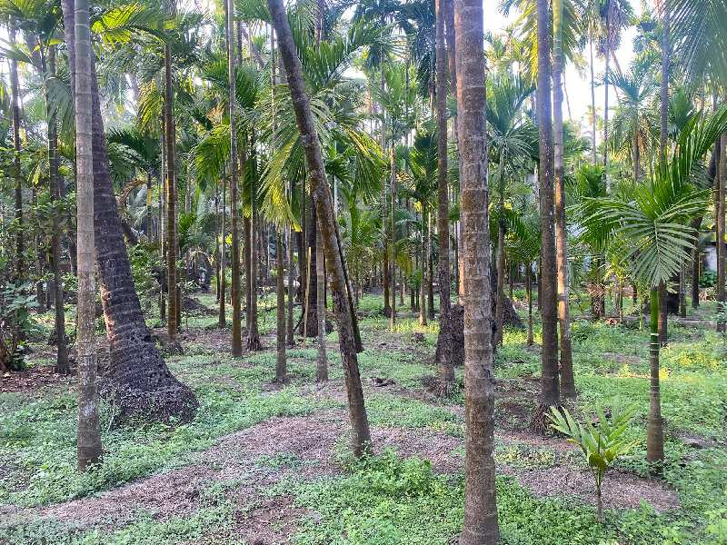 Agriculture Farmhouse plot in Alibag Chaul