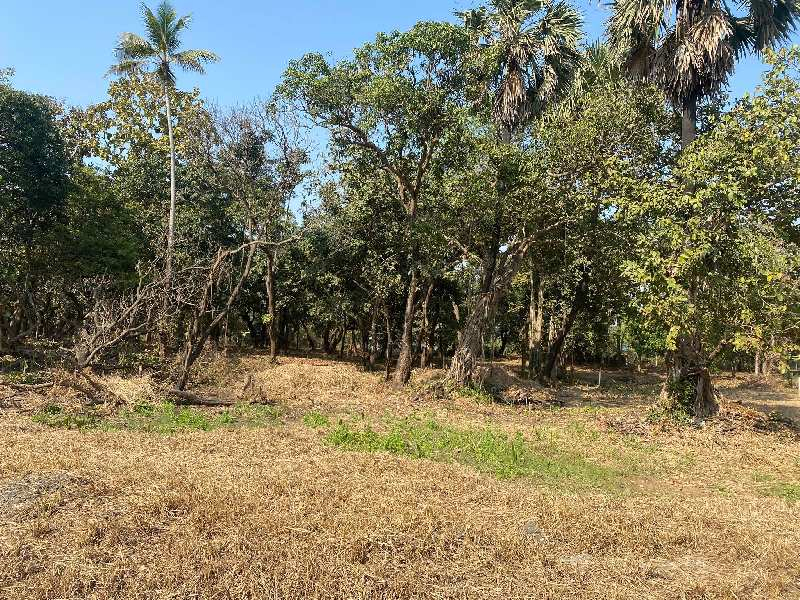 Agriculture Bungalow plot in agarsure Alibag