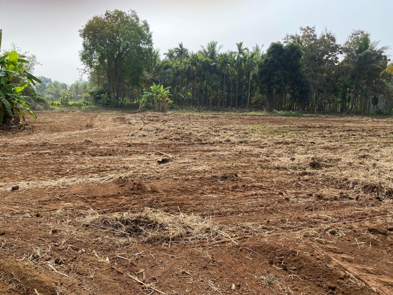 Beach Touch Agriculture plot in Alibag Nagaon