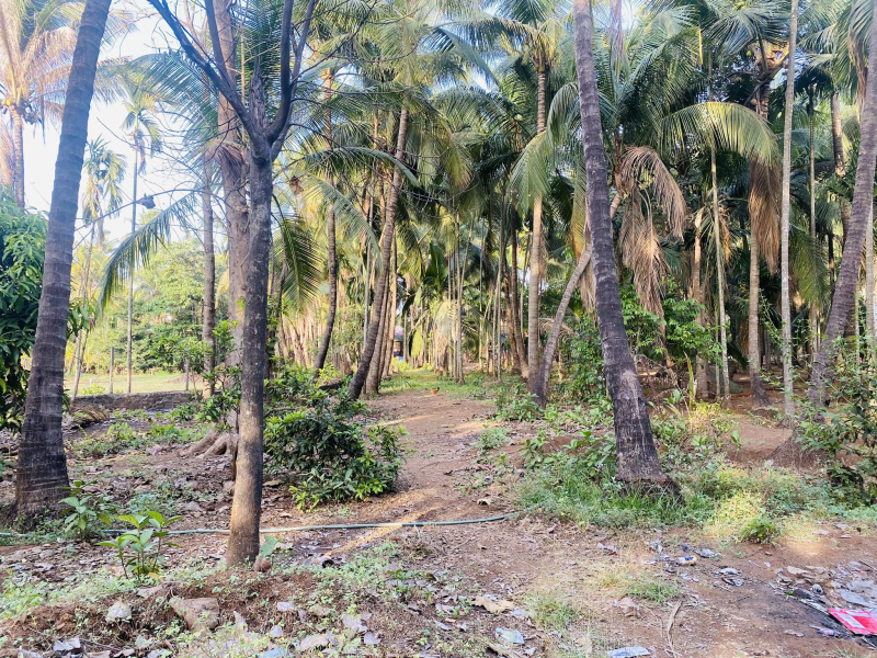 Alibag Nagaon main road touch agriculture plot for sell