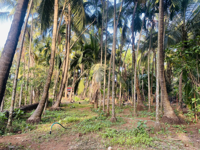 Alibag Nagaon main road touch agriculture plot for sell