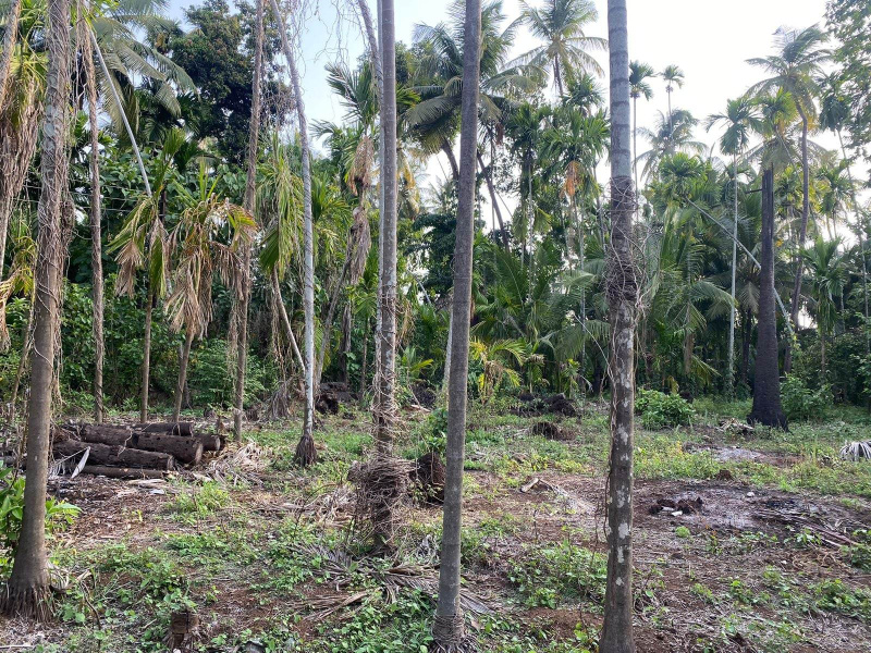 Agriculture Wadi plot in Chaul Alibag