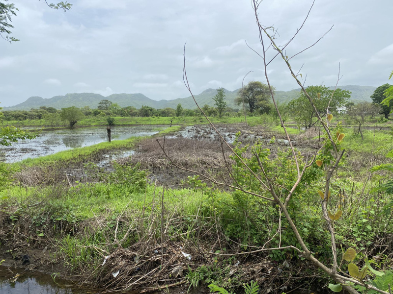 Alibag Agriculture plot for sale