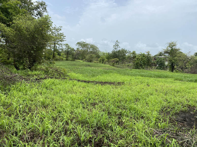 Alibag Roha Road Agriculture plot
