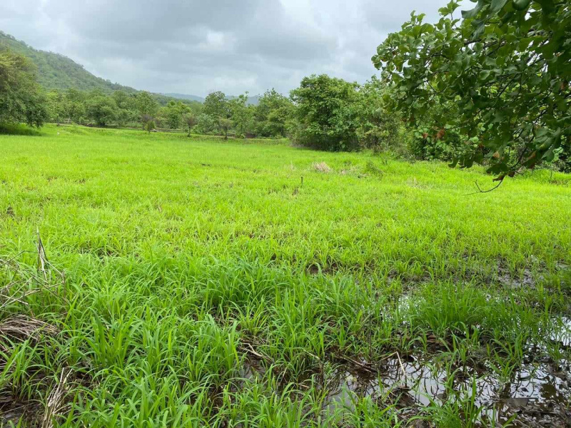 Agriculture plot near by alibag roha road
